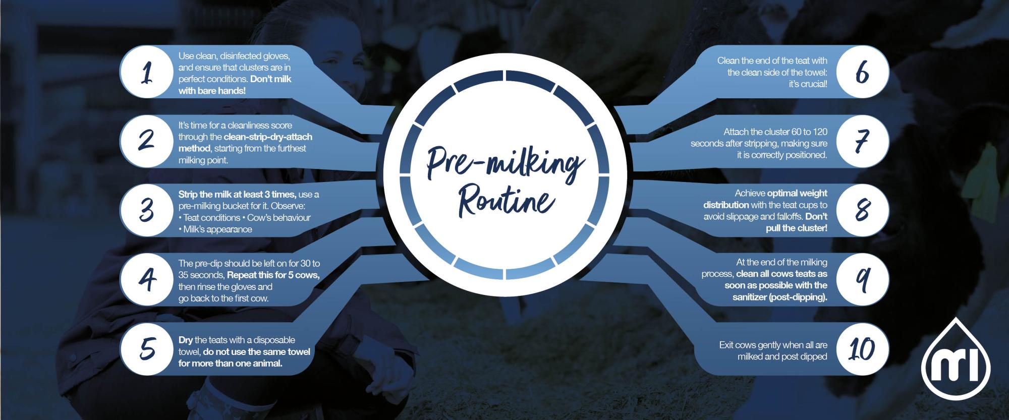 The correct pre-milking routine steps according to MI (milkrite | InterPuls)